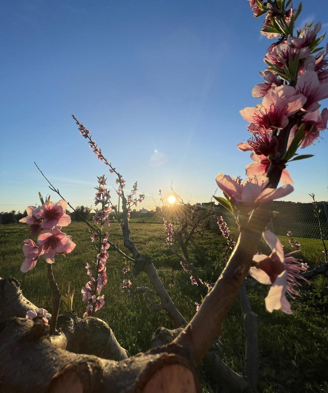 Agriturismo Le Grange Numana Bagian luar foto